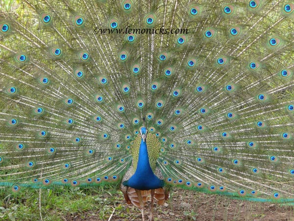 dancing peacock in Morachi chincholi @lemonicks.com